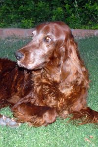 Zookie-July2011